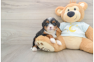 Adorable Bernadoodle Poodle Mix Puppy