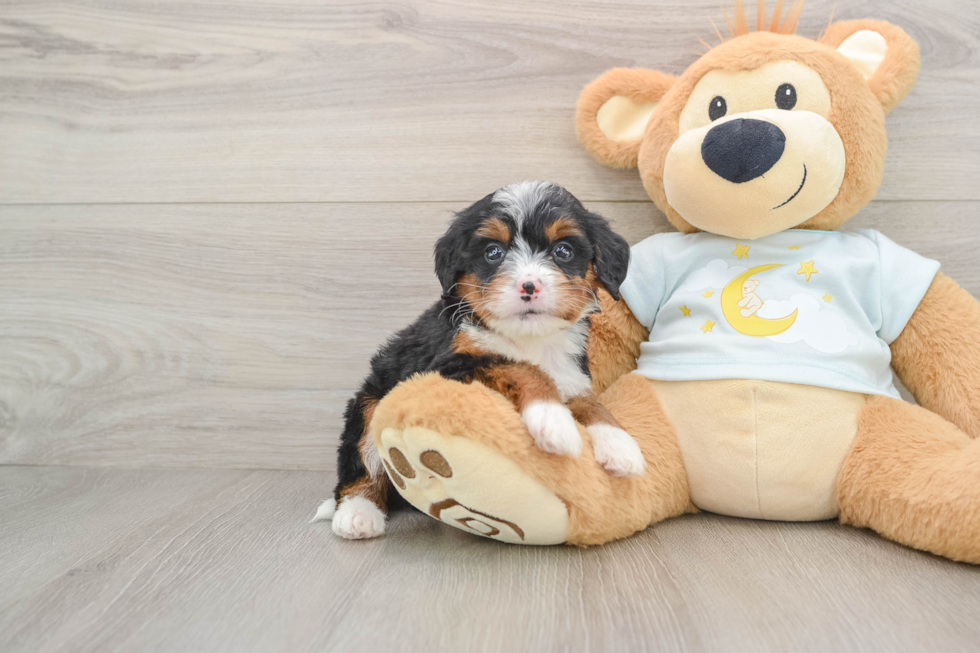 Adorable Bernadoodle Poodle Mix Puppy