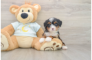 Petite Mini Bernedoodle Poodle Mix Pup