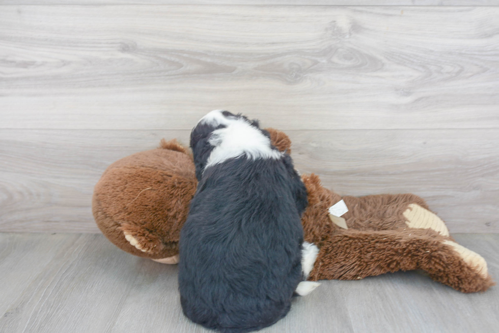 Best Mini Bernedoodle Baby