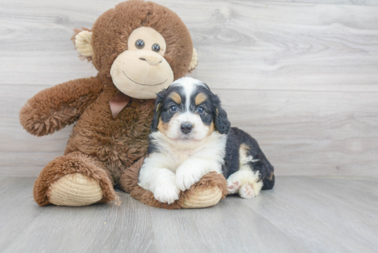 Energetic Bernadoodle Poodle Mix Puppy