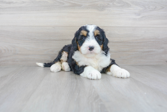 Little Bernadoodle Poodle Mix Puppy