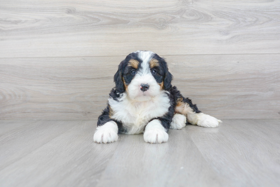 Adorable Mini Berniedoodle Poodle Mix Puppy