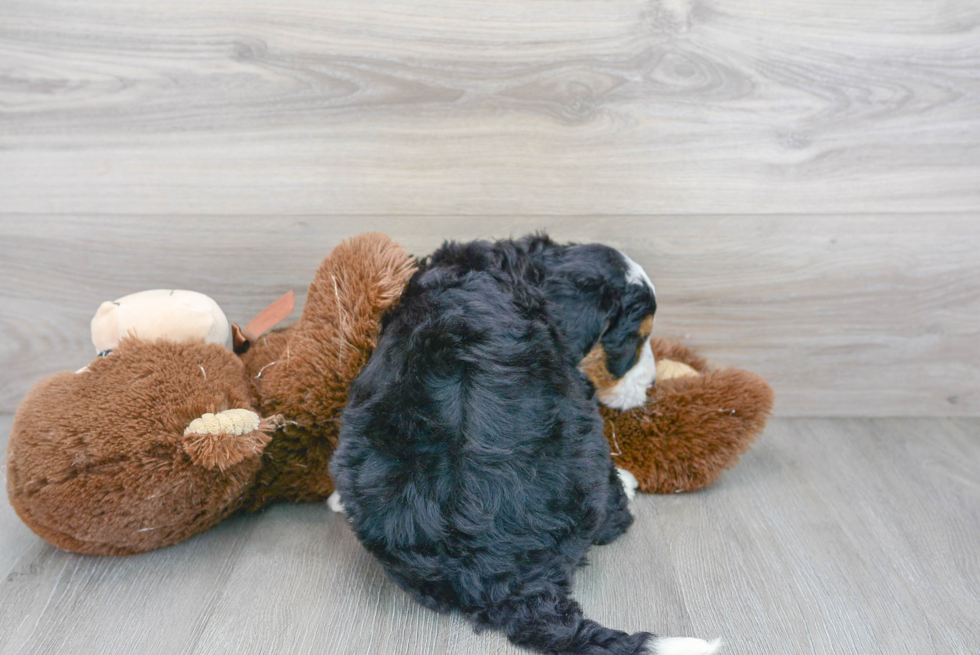 Little Bernadoodle Poodle Mix Puppy