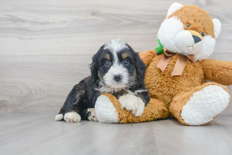 Mini Bernedoodle Puppy for Adoption