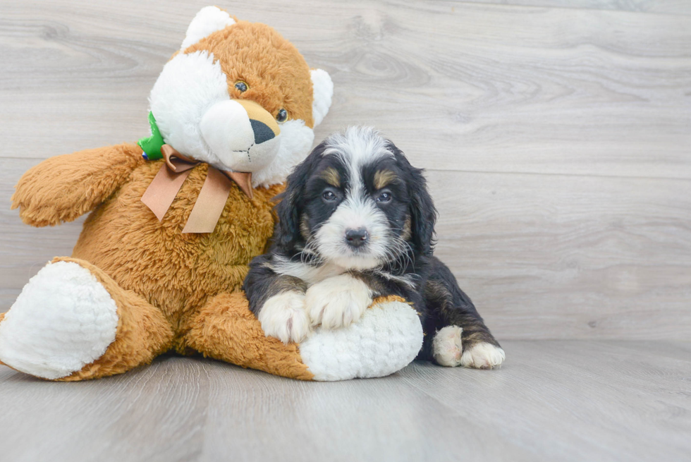 Cute Bernadoodle Poodle Mix Puppy