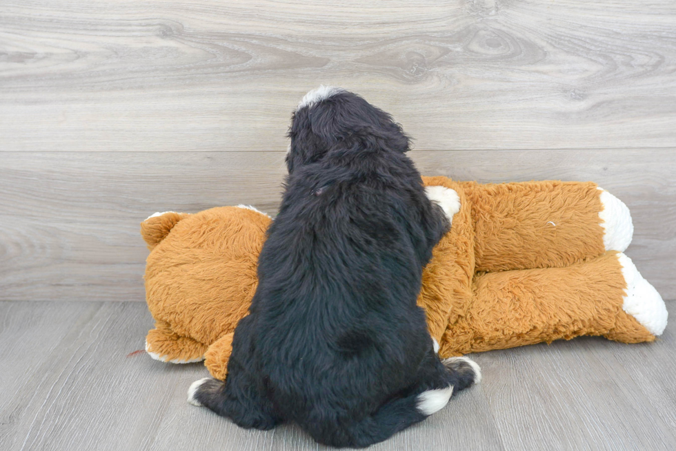 Mini Bernedoodle Puppy for Adoption