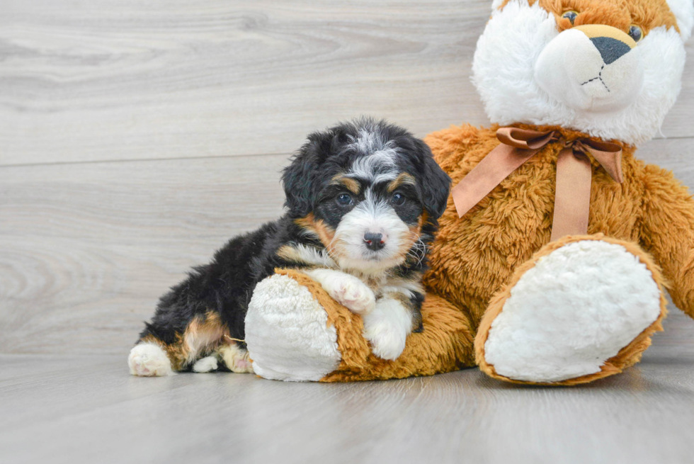 Smart Mini Bernedoodle Poodle Mix Pup