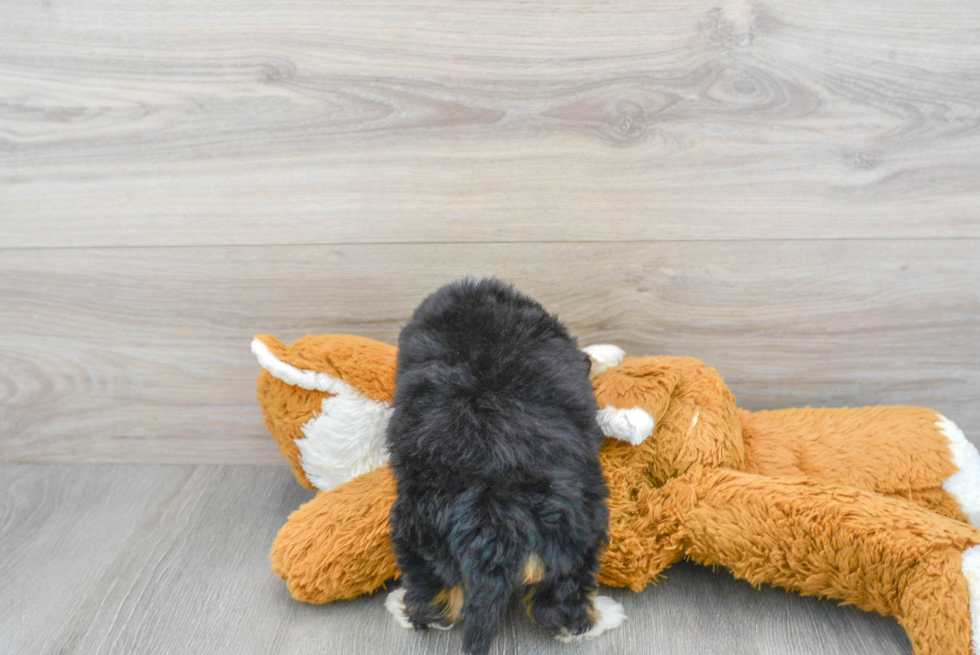 Mini Bernedoodle Pup Being Cute