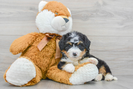 Little Bernadoodle Poodle Mix Puppy