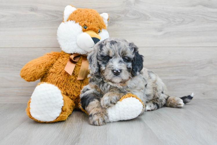 Mini Bernedoodle Puppy for Adoption