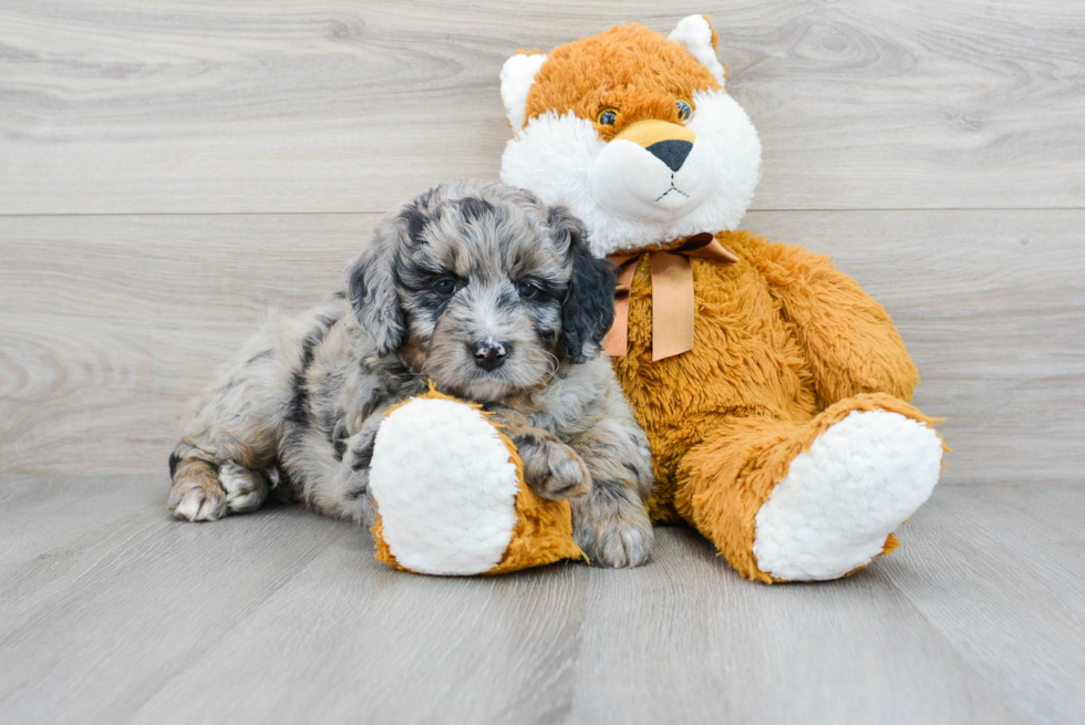 Petite Mini Bernedoodle Poodle Mix Pup