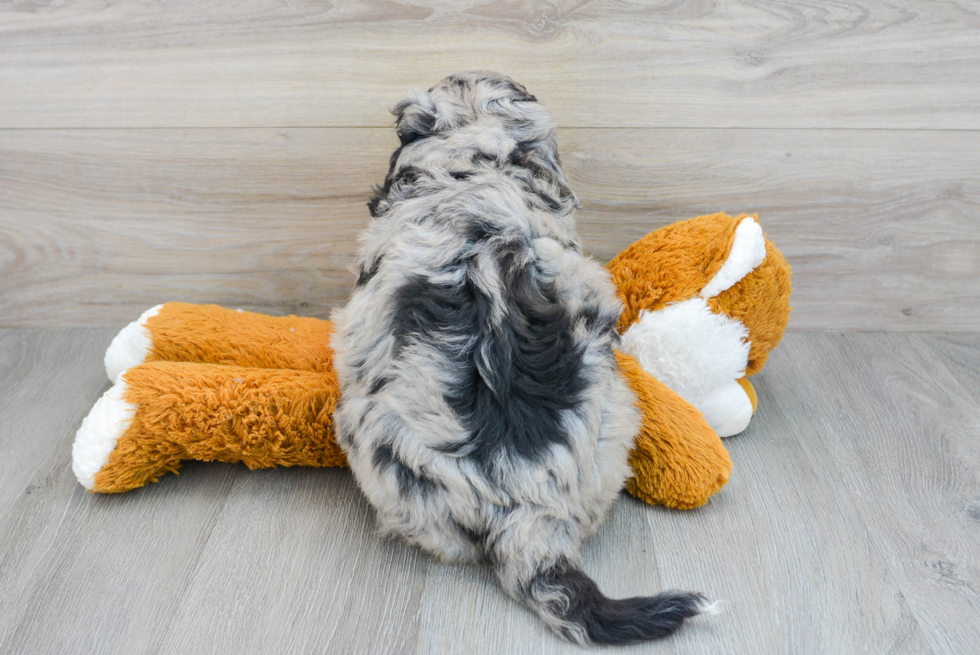 Best Mini Bernedoodle Baby