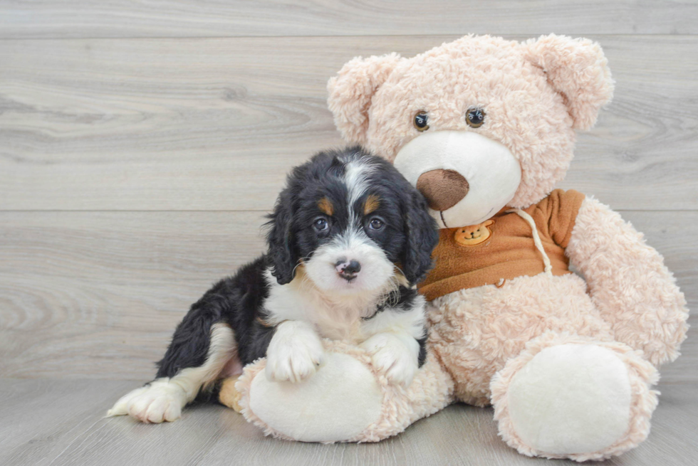 Adorable Bernadoodle Poodle Mix Puppy