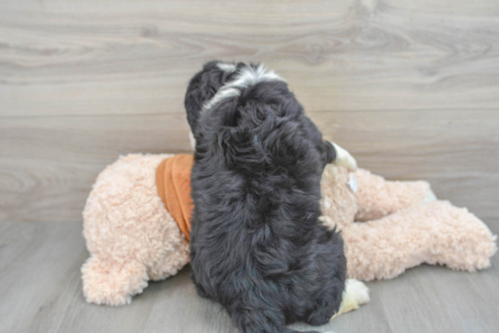 Mini Bernedoodle Puppy for Adoption