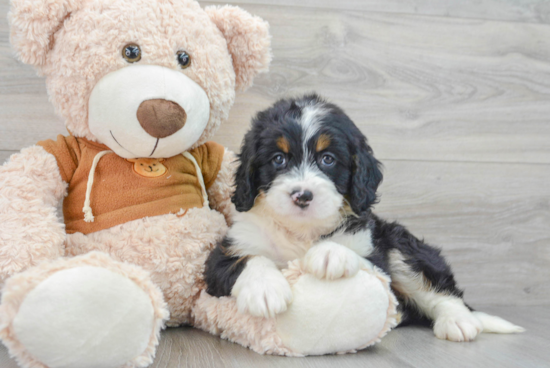 Mini Bernedoodle Puppy for Adoption