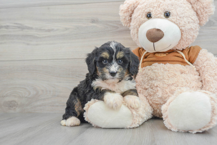 Mini Bernedoodle Pup Being Cute