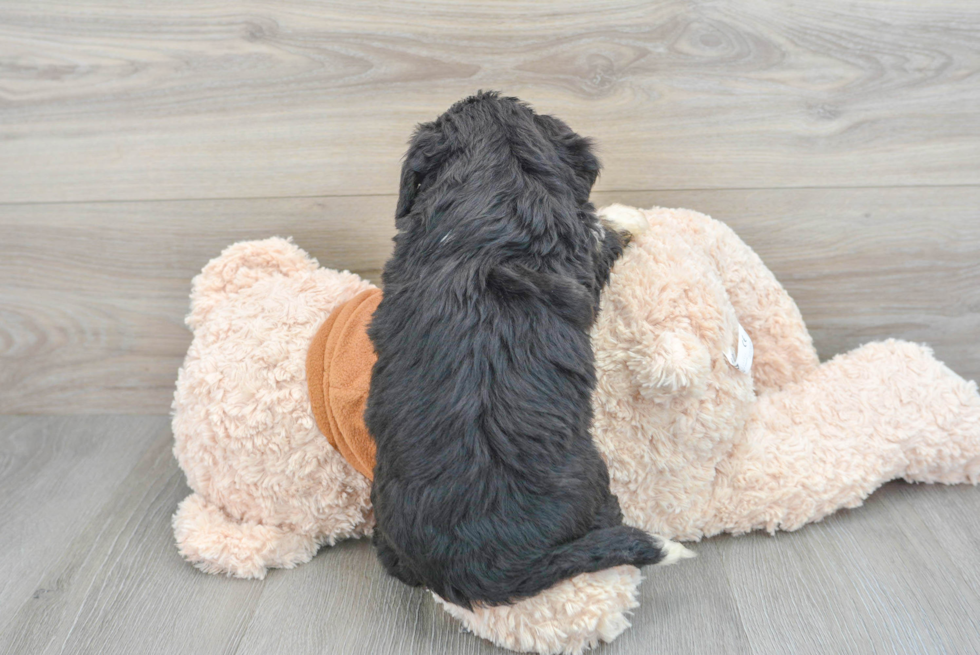 Sweet Mini Bernedoodle Baby