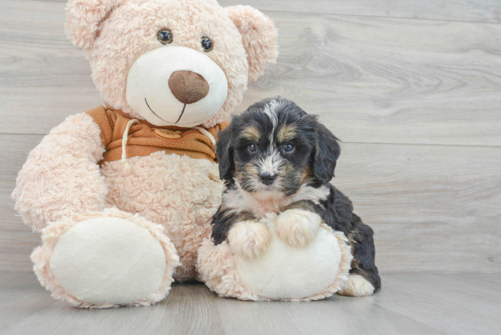 Playful Bernadoodle Poodle Mix Puppy
