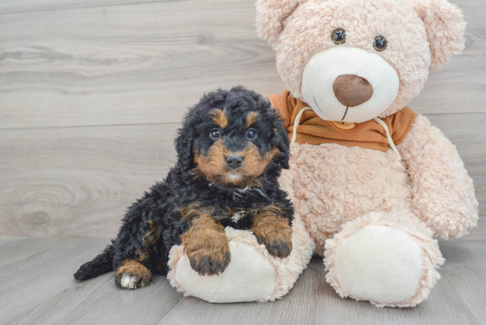 Mini Bernedoodle Puppy for Adoption