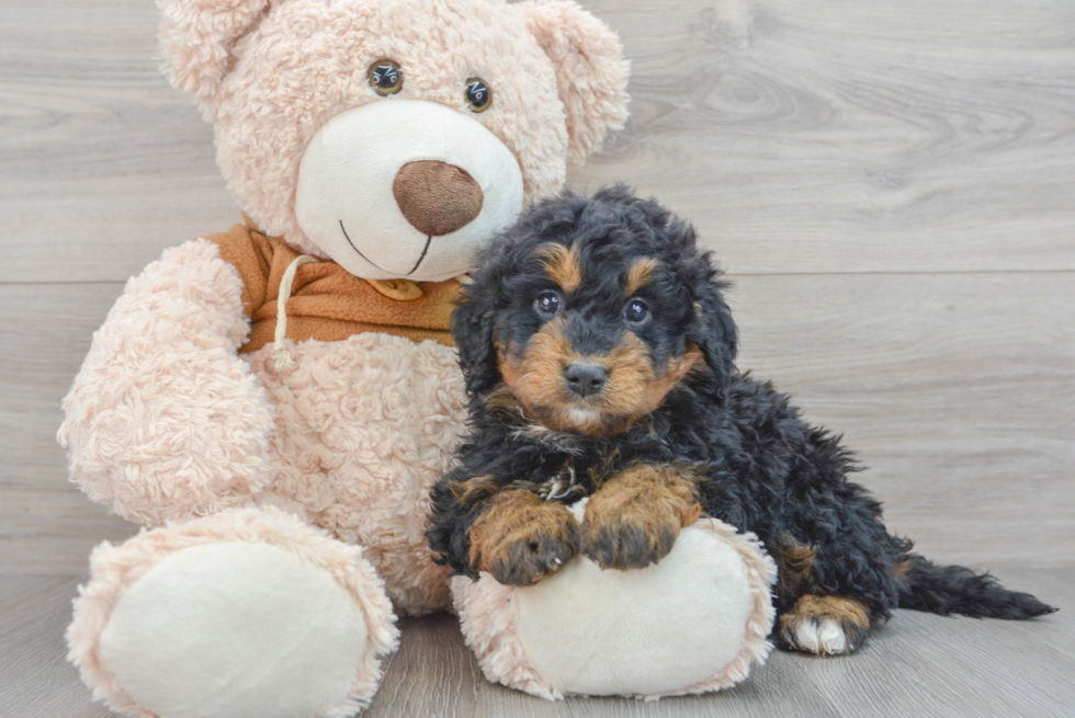 Fluffy Mini Bernedoodle Poodle Mix Pup