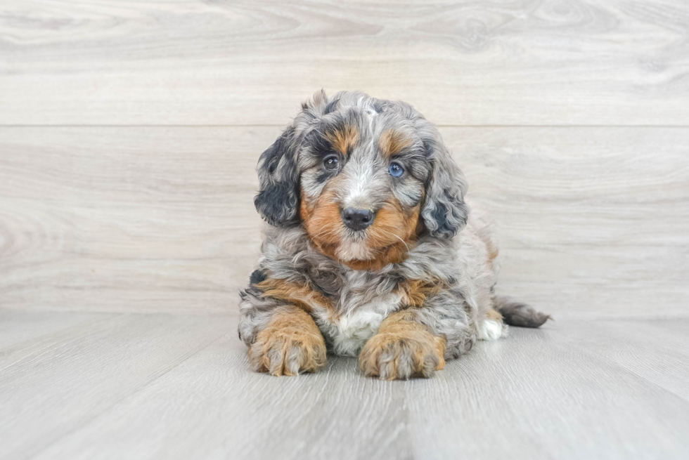 Best Mini Bernedoodle Baby