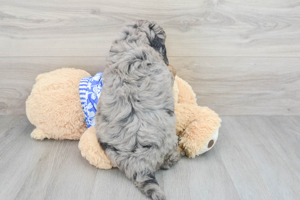 Mini Bernedoodle Pup Being Cute