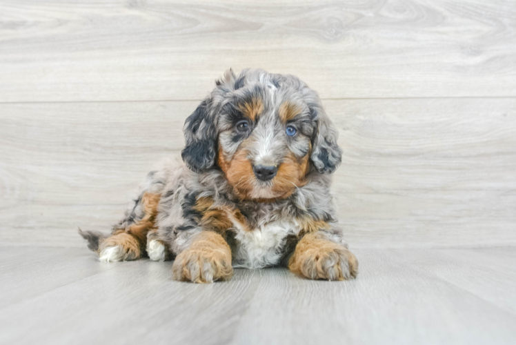 Best Mini Bernedoodle Baby