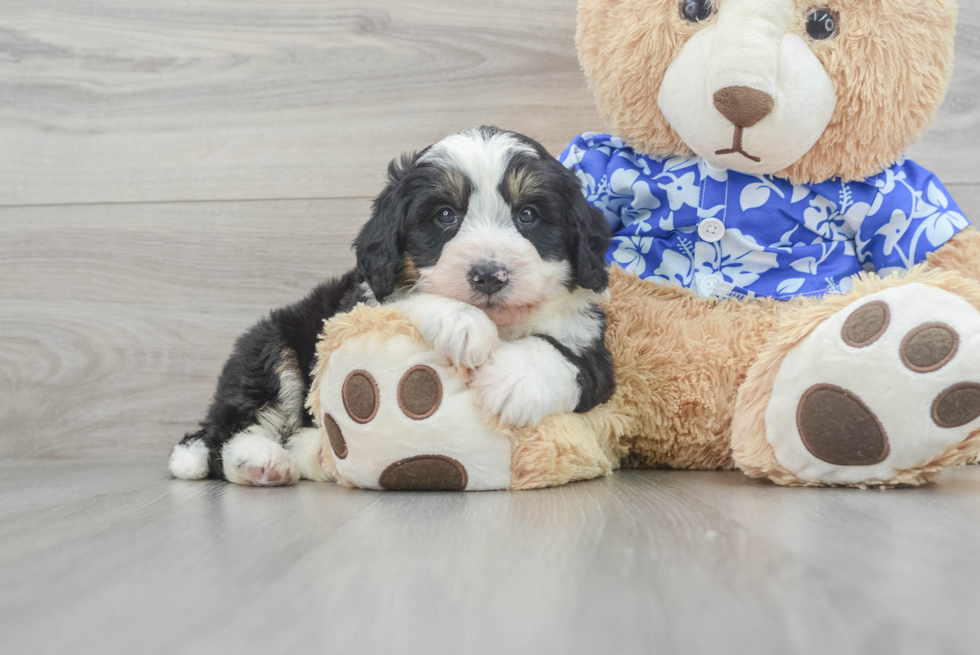 Mini Bernedoodle Puppy for Adoption