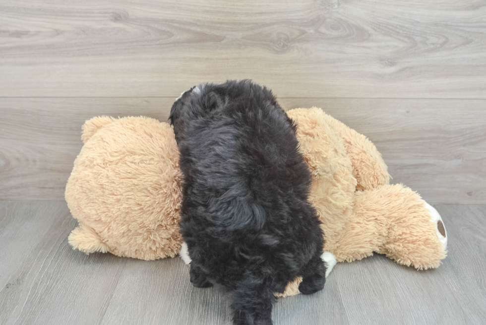 Playful Mini Berniedoodle Poodle Mix Puppy