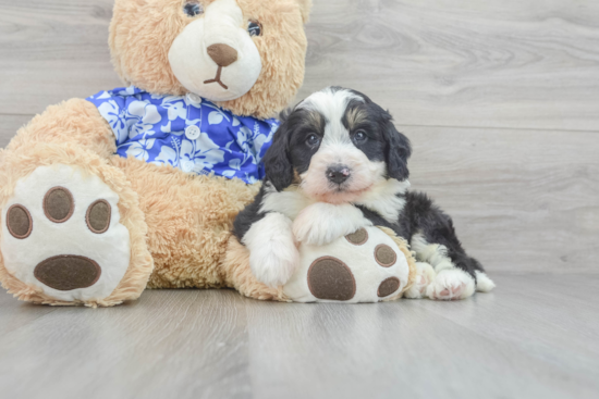 Best Mini Bernedoodle Baby