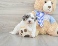 8 week old Mini Bernedoodle Puppy For Sale - Premier Pups