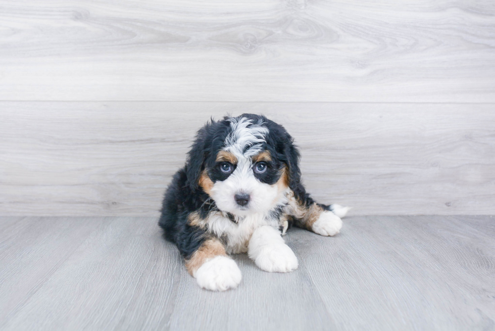 Adorable Bernadoodle Poodle Mix Puppy