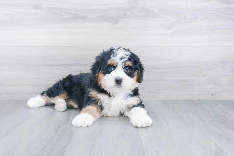 Fluffy Mini Bernedoodle Poodle Mix Pup