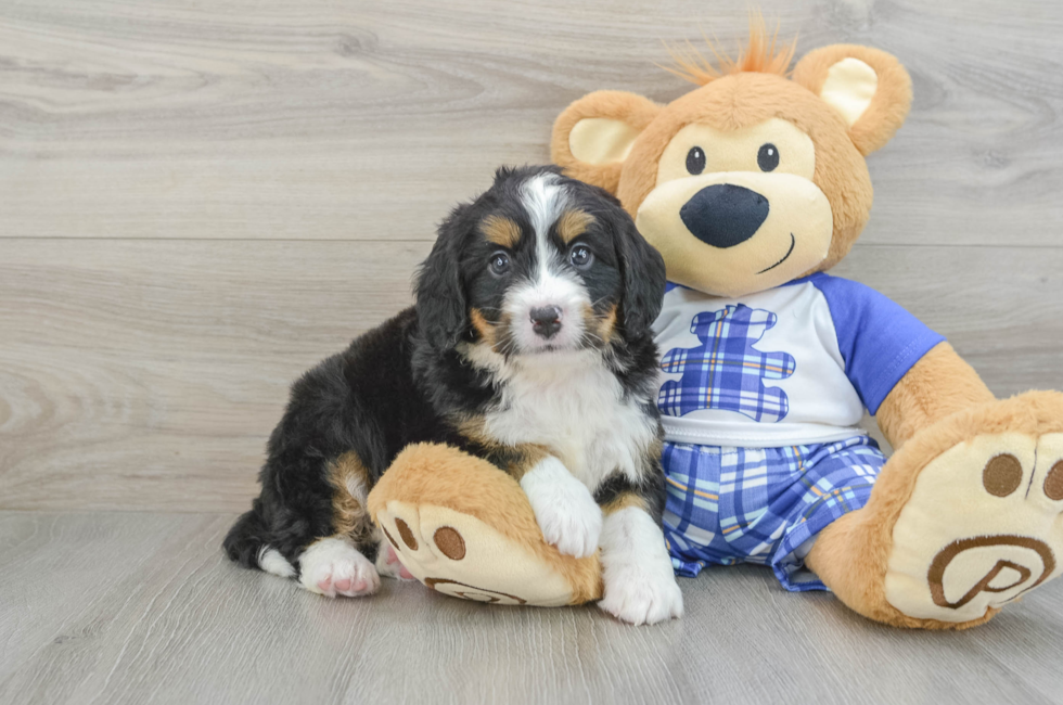 6 week old Mini Bernedoodle Puppy For Sale - Premier Pups