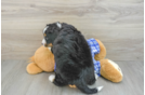 Fluffy Mini Bernedoodle Poodle Mix Pup