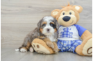 Cute Mini Bernedoodle Baby