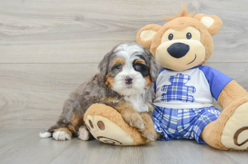5 week old Mini Bernedoodle Puppy For Sale - Premier Pups