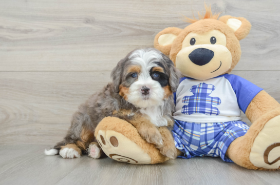 Cute Mini Bernedoodle Baby