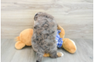 Mini Bernedoodle Pup Being Cute