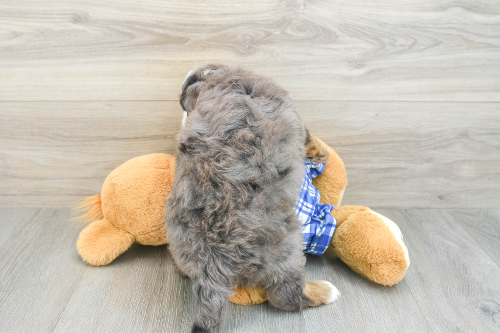 Mini Bernedoodle Pup Being Cute