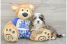 Funny Mini Bernedoodle Poodle Mix Pup