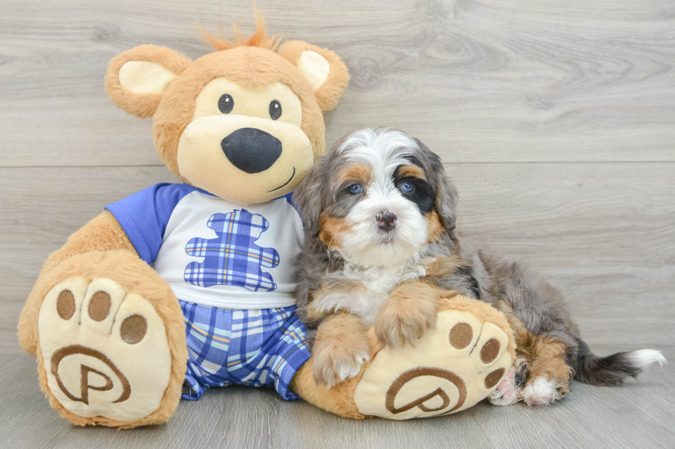 Funny Mini Bernedoodle Poodle Mix Pup