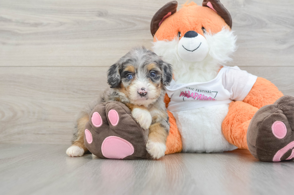 6 week old Mini Bernedoodle Puppy For Sale - Premier Pups
