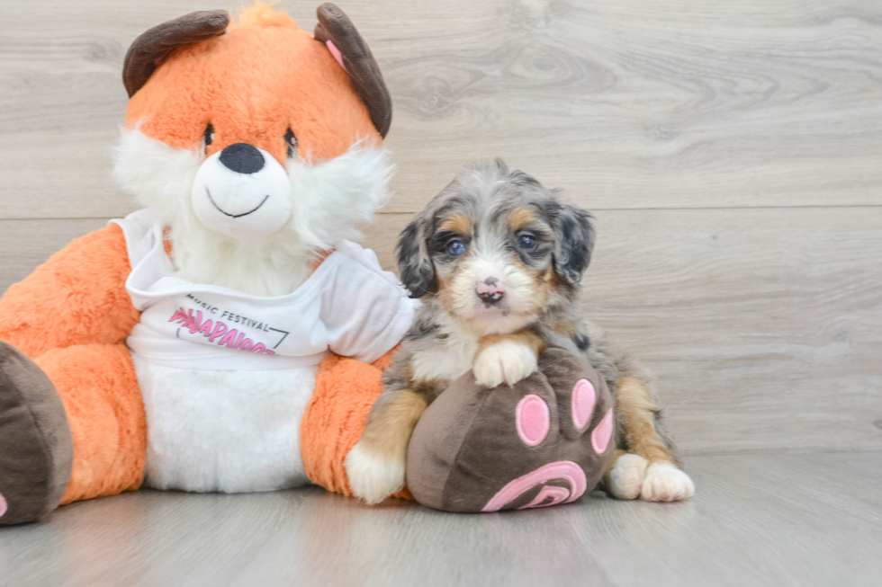 Best Mini Bernedoodle Baby