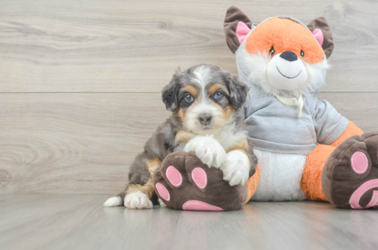 Small Mini Bernedoodle Baby
