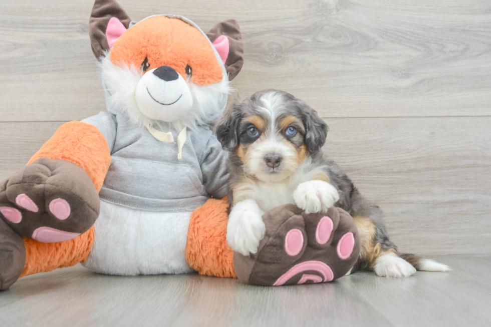 Mini Bernedoodle Pup Being Cute