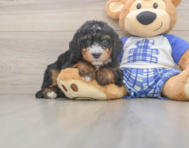 6 week old Mini Bernedoodle Puppy For Sale - Premier Pups