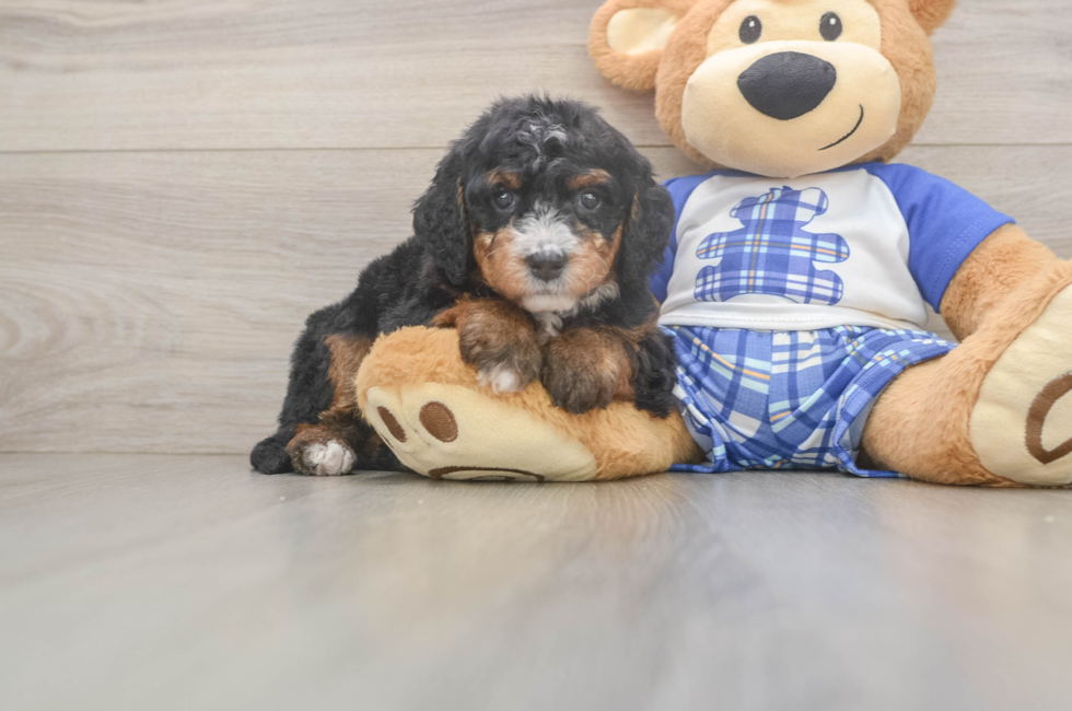 5 week old Mini Bernedoodle Puppy For Sale - Premier Pups