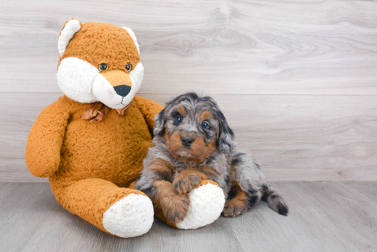 Playful Bernadoodle Poodle Mix Puppy